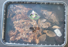 Load image into Gallery viewer, Ready to go Isopod and Springtail cleaner kit for reptiles. Feeder, Cleaner, Bio-active Reptanicals Cleaner Crews