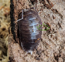 Load image into Gallery viewer, Porcellio laevis Isopods - Laevis Party Pack