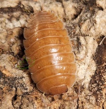 Load image into Gallery viewer, Porcellio laevis Isopods - Laevis Party Pack