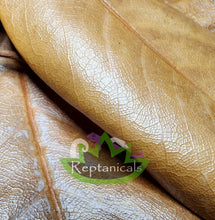 Load image into Gallery viewer, Reptanicals Magnolia Leaff closeup