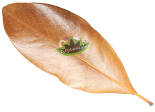 Load image into Gallery viewer, Reptanicals Magnolia Leaf