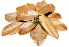 Load image into Gallery viewer, Reptanicals Magnolia Leaves 12 count