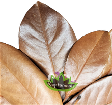 Load image into Gallery viewer, Reptanicals Magnolia Leaves Bioactive