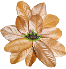 Load image into Gallery viewer, Reptanicals Magnolia Leaves for Isopods