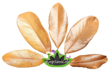 Load image into Gallery viewer, Reptanicals Magnolia Leaves for sale