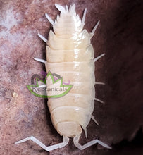 Load image into Gallery viewer, Reptanicals Powder White-Out Isopods for sale