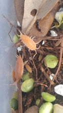 Load image into Gallery viewer, Powder orange isopods for sale Reptanicals