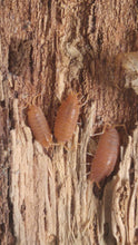 Load image into Gallery viewer, Powder orange isopods vivarium terrarium cleaner crew Reptanicals.com