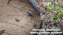 Load and play video in Gallery viewer, Porcellio dilatatus Giant Canyon Isopod Reptanicals