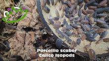 Load and play video in Gallery viewer, Porcellio scaber - Calico Isopods