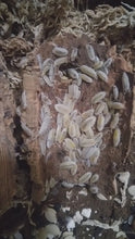 Load and play video in Gallery viewer, dalmation isopod video