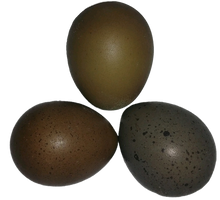 Load image into Gallery viewer, Brown Spotted Button Quail Eggs Reptanicals