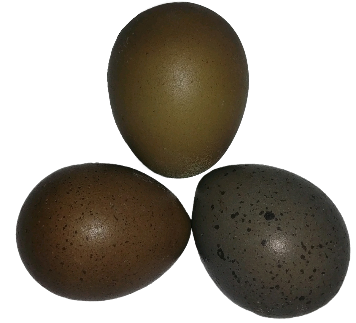 Button Quail Eggs Reptanicals