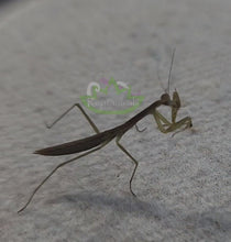 Load and play video in Gallery viewer, L4 Chinese Praying Mantis eating a golden Hydei fruit fly