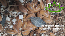 Load and play video in Gallery viewer, Porcellio laevis Orange Isopods Reptanicals