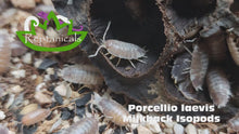 Load and play video in Gallery viewer, Porcellio laevis Milkback Isopods
