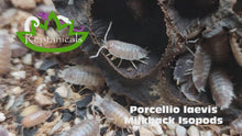 Load and play video in Gallery viewer, Porcellio laevis Milkback Isopods