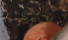 Load and play video in Gallery viewer, Dart Frog Feeder Pack (Live Bio-active Kit)
