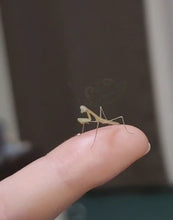 Load and play video in Gallery viewer, Chinese Praying Mantis L2-L3