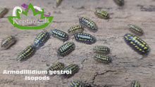 Load and play video in Gallery viewer, Armadillidium gestroi Isopods Reptanicals
