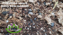 Load and play video in Gallery viewer, Porcellio laevis Dairy Cow Isopods Reptanicals