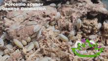 Load and play video in Gallery viewer, Porcellio scaber Orange Dalmatian