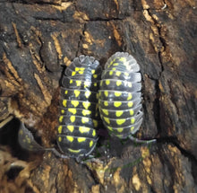 Load image into Gallery viewer, Armadillidium gestroi Isopods Reptanicals.com bio-active supply reptile care