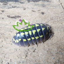 Load image into Gallery viewer, A. gestroi Isopods Reptanicals