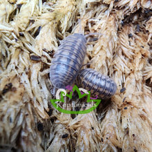 Load image into Gallery viewer, A. nasatum isopod Reptanicals
