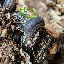 Load image into Gallery viewer, A. nasatum Wild Type isopod for sale Reptanicals