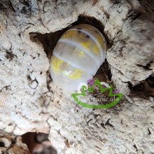 Load image into Gallery viewer, A. vulgare Japanese Magic Potion Isopod Reptanicals