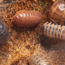Load image into Gallery viewer, A. Vulgare Punta Cana Isopod species Reptanicals