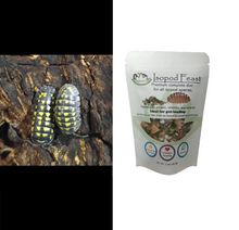 Load image into Gallery viewer, A. gestroi, spotted yellow isopods with food