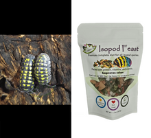 Load image into Gallery viewer, A gestroi isopods for sale with Isopod Feast Reptanicals