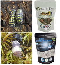 Load image into Gallery viewer, A. gestroi and Panda King Isopods in bundle with food and calcium supplement including limestone for cubaris