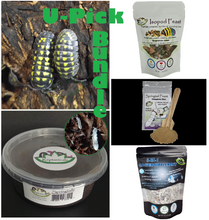 Load image into Gallery viewer, Isopod supply pack A. gestroi Isopod Kit for sale
