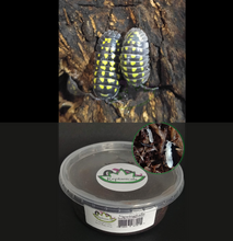 Load image into Gallery viewer, A gestroi isopods for sale with Tropical White Springtails Reptanicals