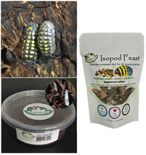 Load image into Gallery viewer, A gestroi isopods for sale with Isopod Feast and tropical white springtails Reptanicals
