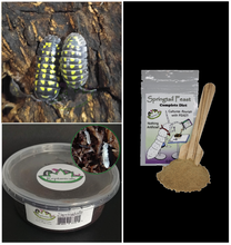 Load image into Gallery viewer, A gestroi isopods for sale with tropical springtails and springtail Feast Reptanicals