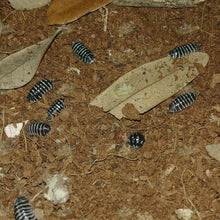 Load image into Gallery viewer, Armadillidium maculatum Zebra black and white Isopods Reptanicals