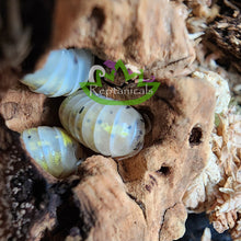 Load image into Gallery viewer, A. vulgare Japanese Magic Potions Reptanicals