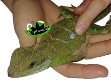 Load image into Gallery viewer, apply reptile anti mite