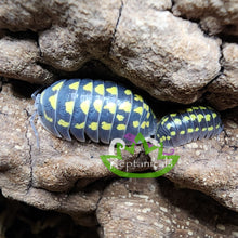 Load image into Gallery viewer, Armadillidium gestroi Isopods Reptanicals