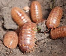 Load image into Gallery viewer, Bright orange isopods in natural setting Orange vigor for sale