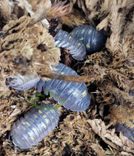 Load image into Gallery viewer, Armadillidium granulatum isopods for sale
