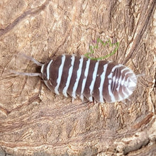 Load image into Gallery viewer, Brown Zebra Chocolate Isopod Armadillidium maculatum on natural coconut hut background