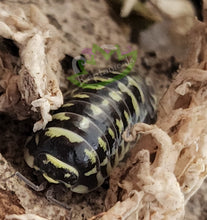 Load image into Gallery viewer, Yellow Zebra Isopod in sphagnum moss reptile supply exotic isopods clean up crew