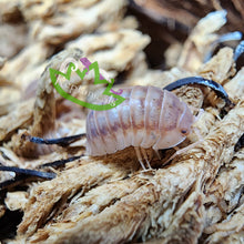 Load image into Gallery viewer, Armadillidium nasatum Peach Isopod Reptanicals