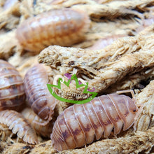 Load image into Gallery viewer, Armadillidium nasatum Peach Isopods Reptanicals
