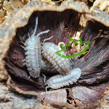 Load image into Gallery viewer, Armadillidium nasatum WIld Type isopod Reptanicals
